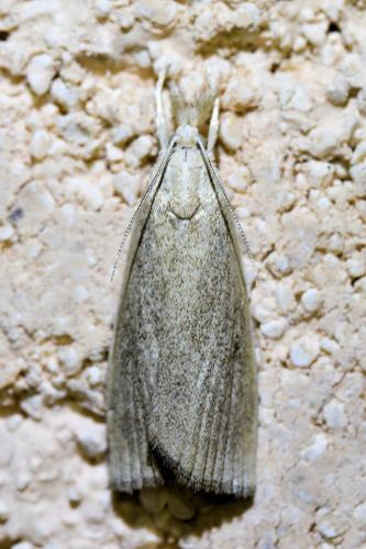 Réf. 336 102 : Calamotropha paludella